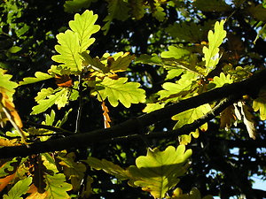 About me. oak leaves